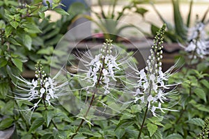Cat`s whisker plant in the garden. Is a Thai herb help diuretic.