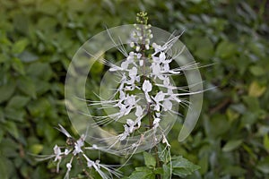 Cat\'s whisker plant in the garden. Is a Thai herb help diuretic.