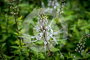 Cat`s Whiskers