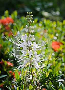 Cat's Whiskers flower