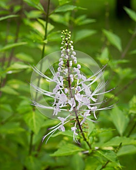 Cat's whiskers flowers