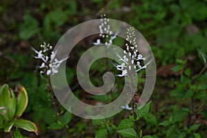 Cat's whiskers ( Orthosiphon aristatus ) flowers. Lamiaceae perennial plants.