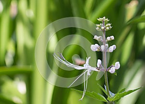 Cat's-whiskers plant flower (Orthosiphon aristatus)