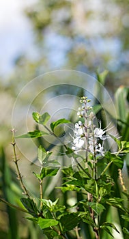 Cat's Whiskers plant (Orthosiphon aristatus)