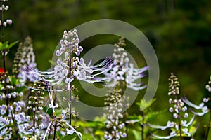 Cat`s Whiskers Plants