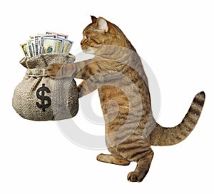 Cat with a sack of money