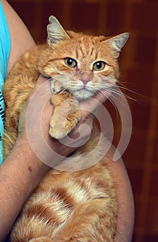 Cat with a sad look on her hands