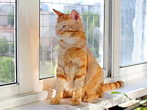 Cat safely walking on the windowsill. Falling from height protection concept