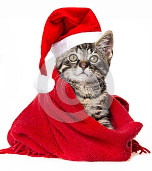 Cat with santa cap