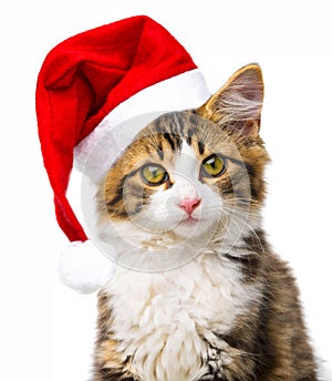 Cat with santa cap