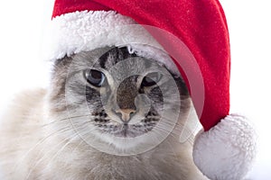 Cat with Santa Claus hat isolated on white backgro