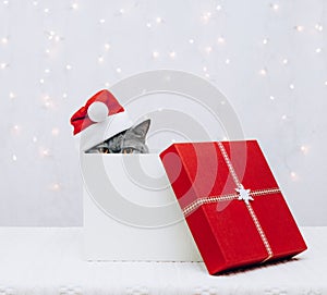 Cat in a Santa Claus hat looks out of Christmas gift box. British cat hides in a red Christmas gift box on a white background.