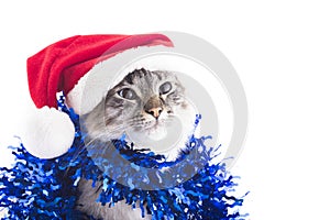 Cat with Santa Claus hat and tinsel isolated on white background
