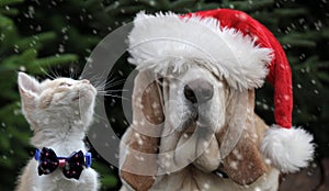 Cat and santa hat dog in snow