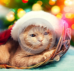 A cat in a Santa hat lies in a basket