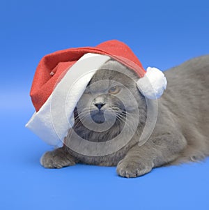 Cat Santa - Klaus.