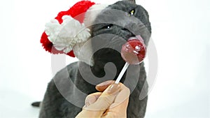 Cat Santa licking a lollipop. Funny Gray Cat Santa