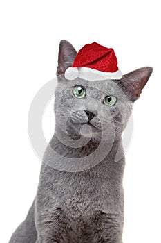 Katze weihnachtsmann ein hut 