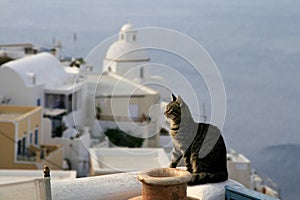 Greece Cat photo