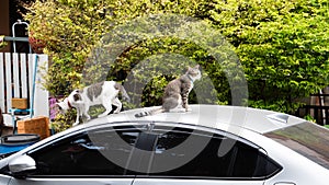 The cat sat on the roof of the car. The car parked on the roadside and there was a cat sitting on the roof