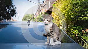 The cat sat on the roof of the car. And staring at the camera The car parked on the roadside and there was a cat sitting on the