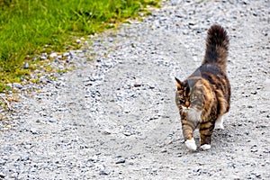 Cat sauntering along a paved road. photo