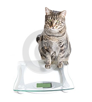 Cat and scale