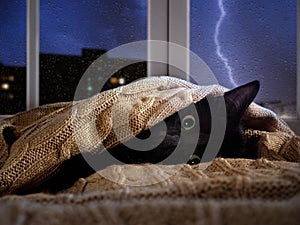 Cat scared of thunder and lightning outside the window. Kitten hiding under the blanket