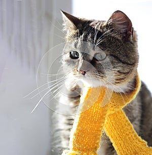 cat with scarf