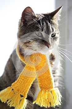 Cat with scarf