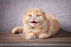 Cat. Scottish fold kitten on wooden table and textured background