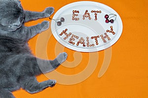 Cat Scottish Fold and plate with words Eat Healthy made of cherry kernels on orange background