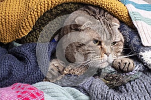 Cat Scottish Fold prepared for the cold autumn and winter, wrapped herself in a pile of soft, warm woolen clothes, looking