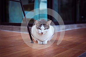 Cat scottish fold white color and eye lazy sitting at home,Cute little animal