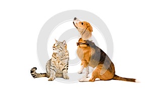 Cat Scottish Straight and Beagle dog