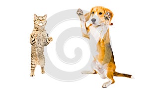 Cat Scottish Straight and Beagle dog standing on its hind legs