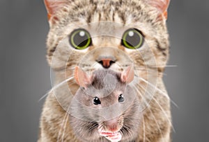 Cat Scottish Straight hunts on rat