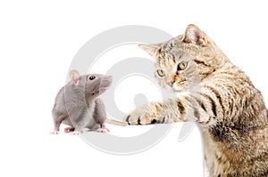 Cat Scottish Straight hunts rat photo