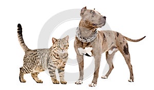 Cat Scottish Straight and Pitbull standing together