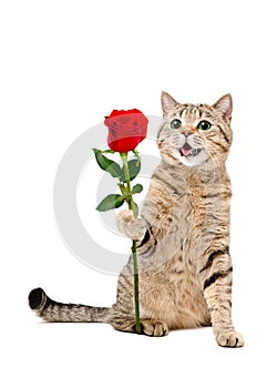 Cat Scottish Straight sitting with a red rose