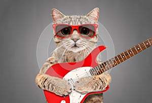 Cat Scottish Straight in sunglasses with electric guitar