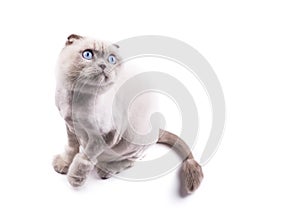 Cat scottishfold trimmed by a groomer like a lion, looks up, on a white background
