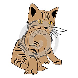 Cat Scouts icon cartoon design abstract illustration animal