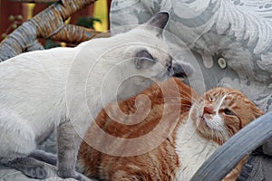Cat Scrap photo