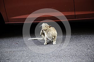 Cat scratching fleas