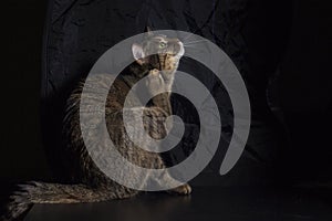 Cat scratching fleas