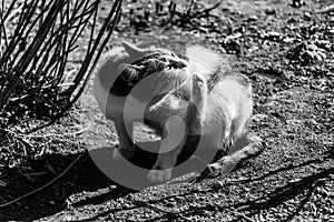 Cat scratching fleas