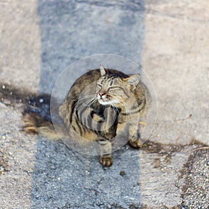 A Cat is scratching itself