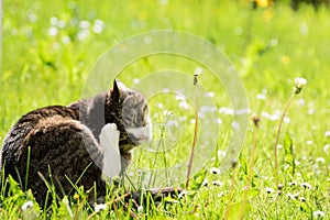 A Cat is scratching itself