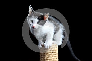 Cat on scratching post photo